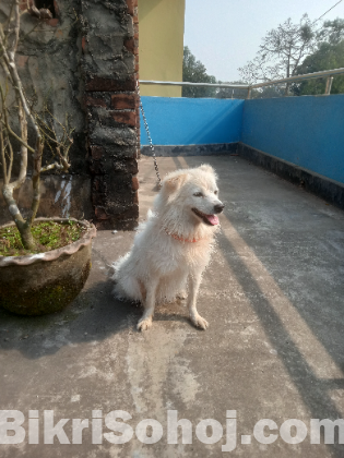 German spitz